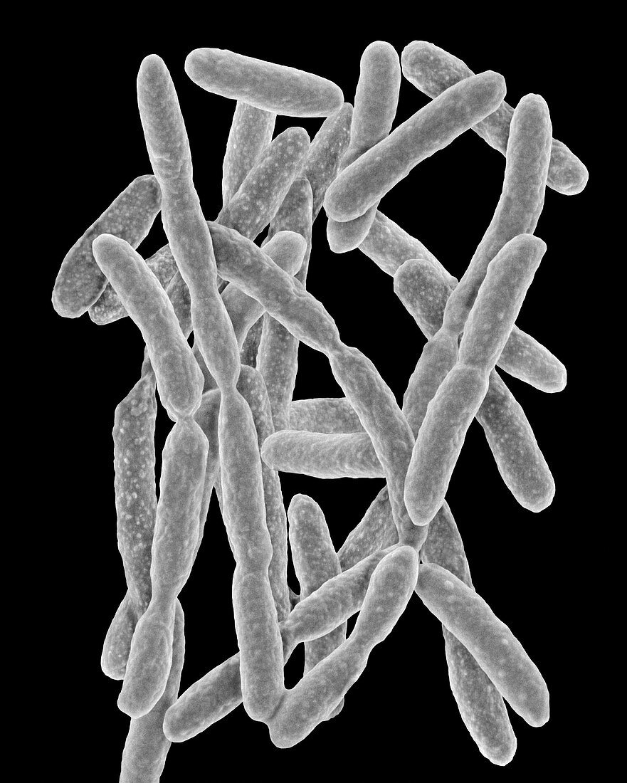 Flavobacterium akiainvivens, SEM
