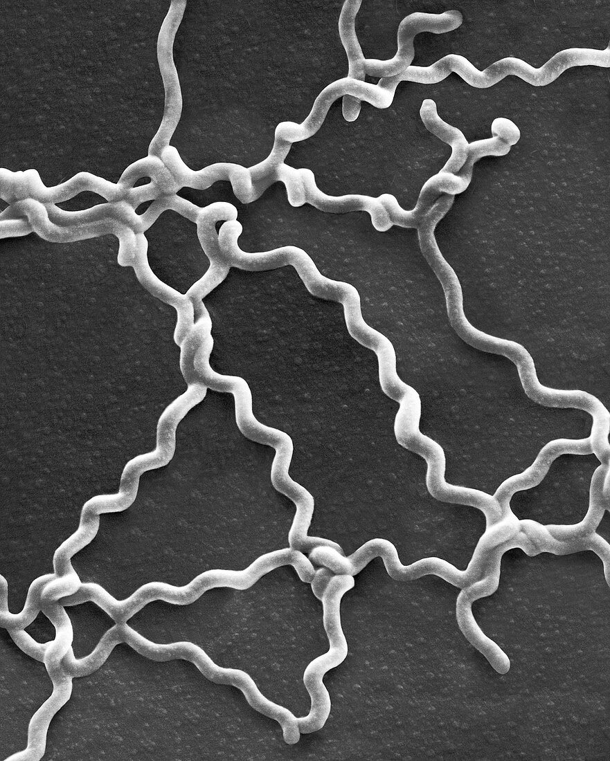 Leptospira interrogans, SEM