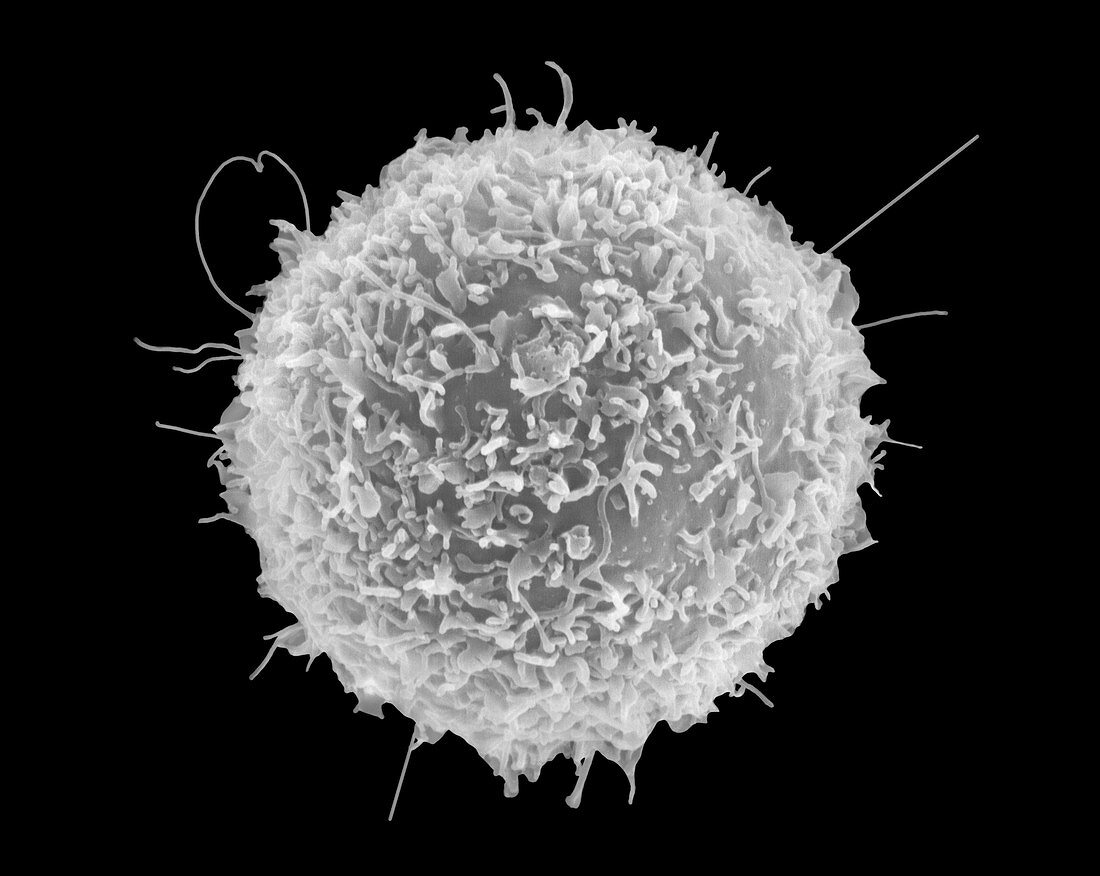 Human T lymphocyte, SEM