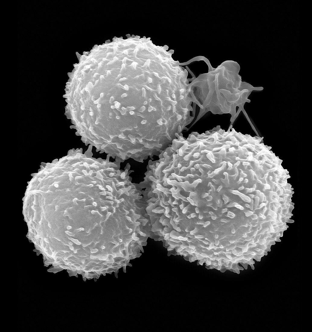 Human T lymphocytes and activated platelet, SEM