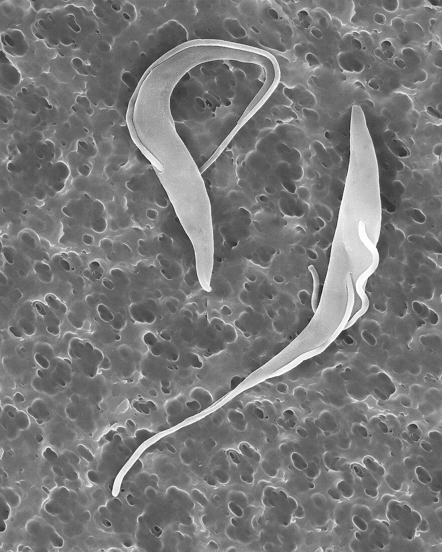 Trypanosome trypomastigotes protozoa, SEM