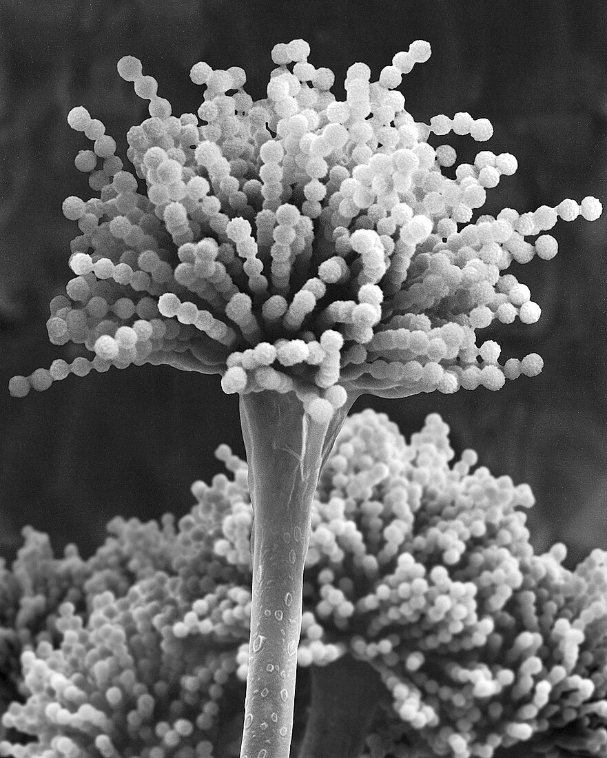 Mould Aspergillus versicolor, SEM