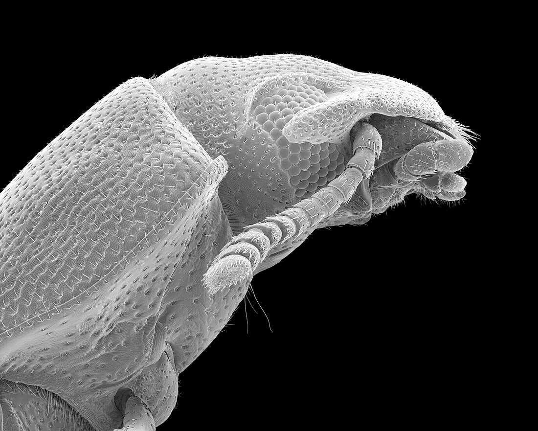 Confused flour beetle adult, SEM