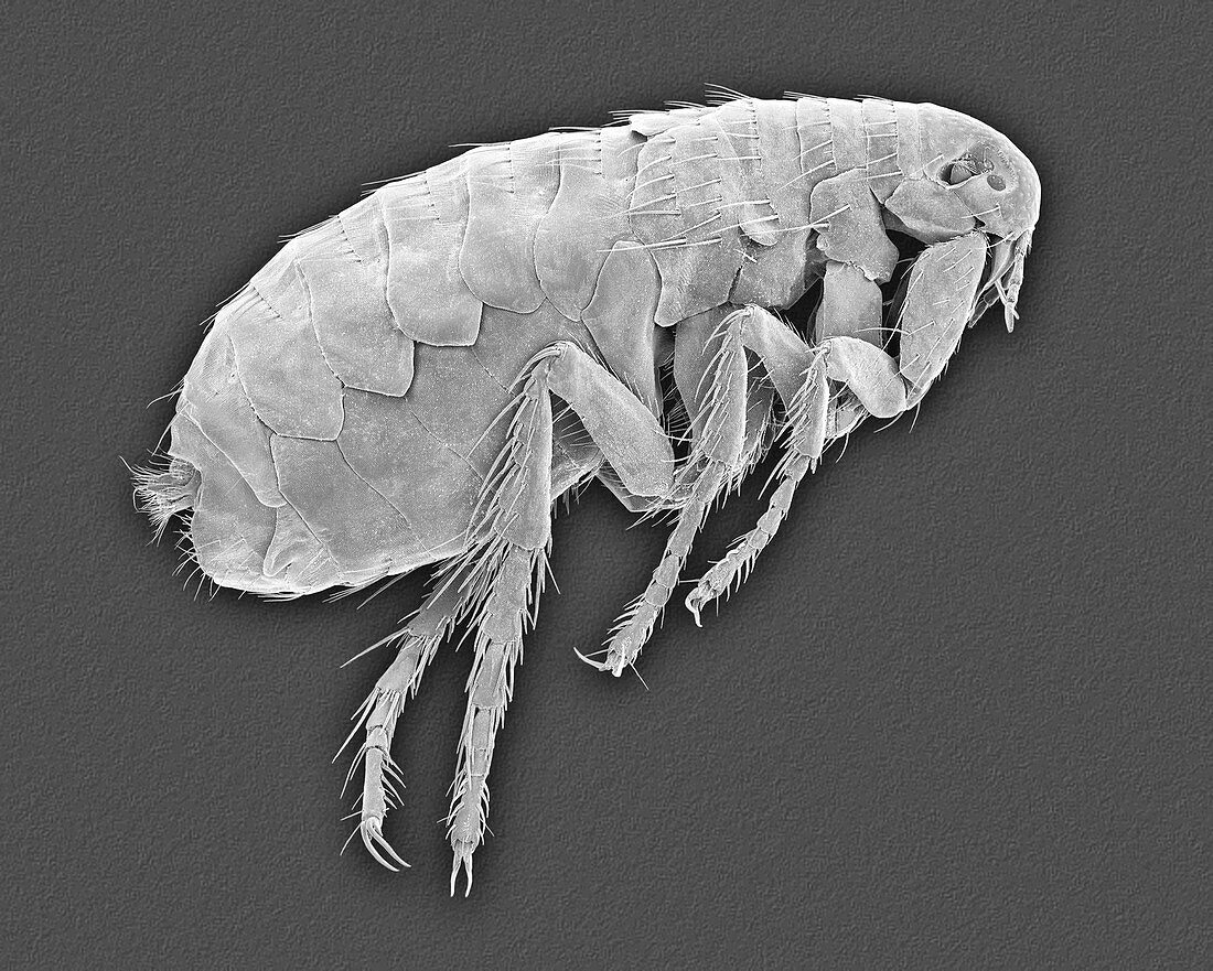 Mammal or false human flea, SEM