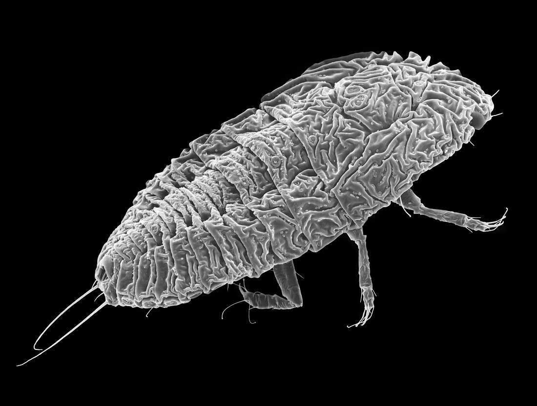 Scale insect nymph, SEM