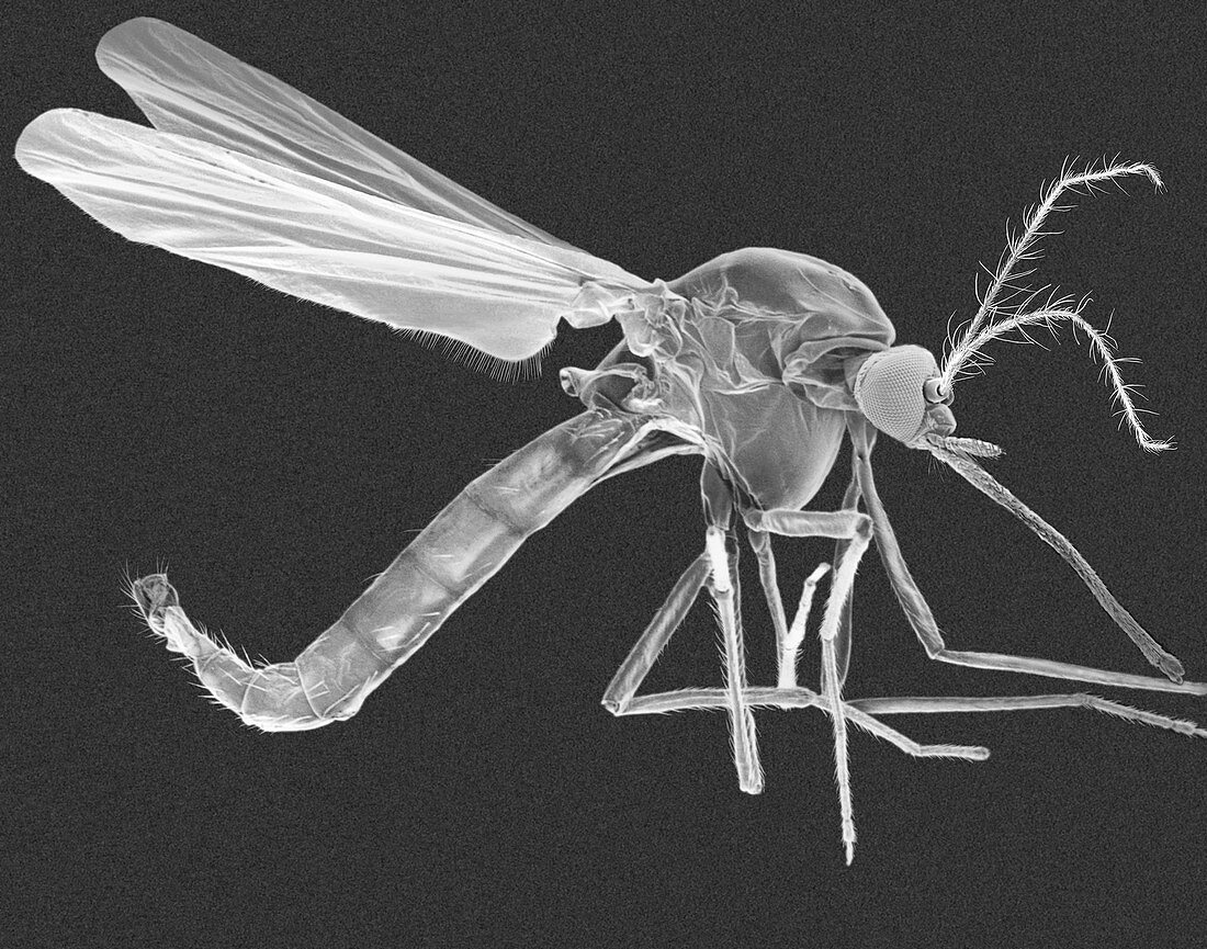 Female malaria mosquito, SEM