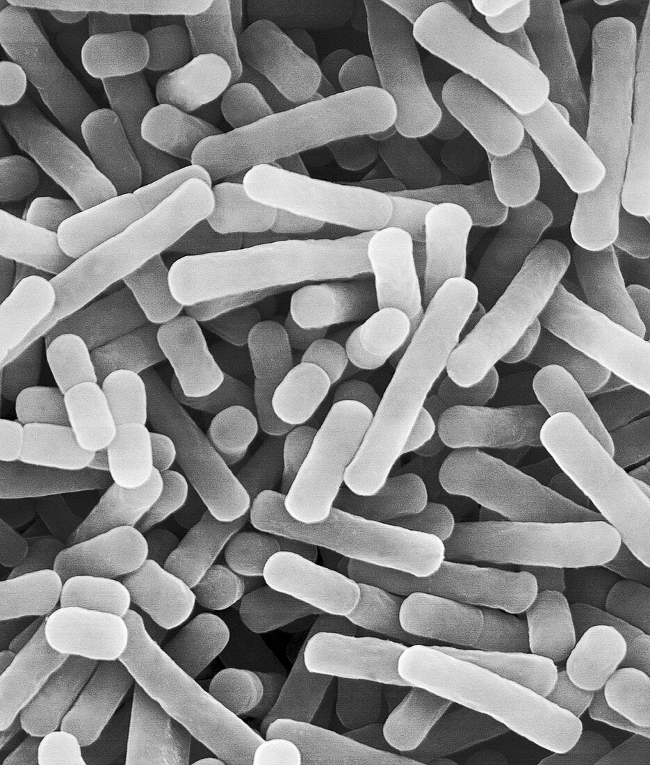 Lactobacillus bulgaricus, yogurt bacterium, SEM