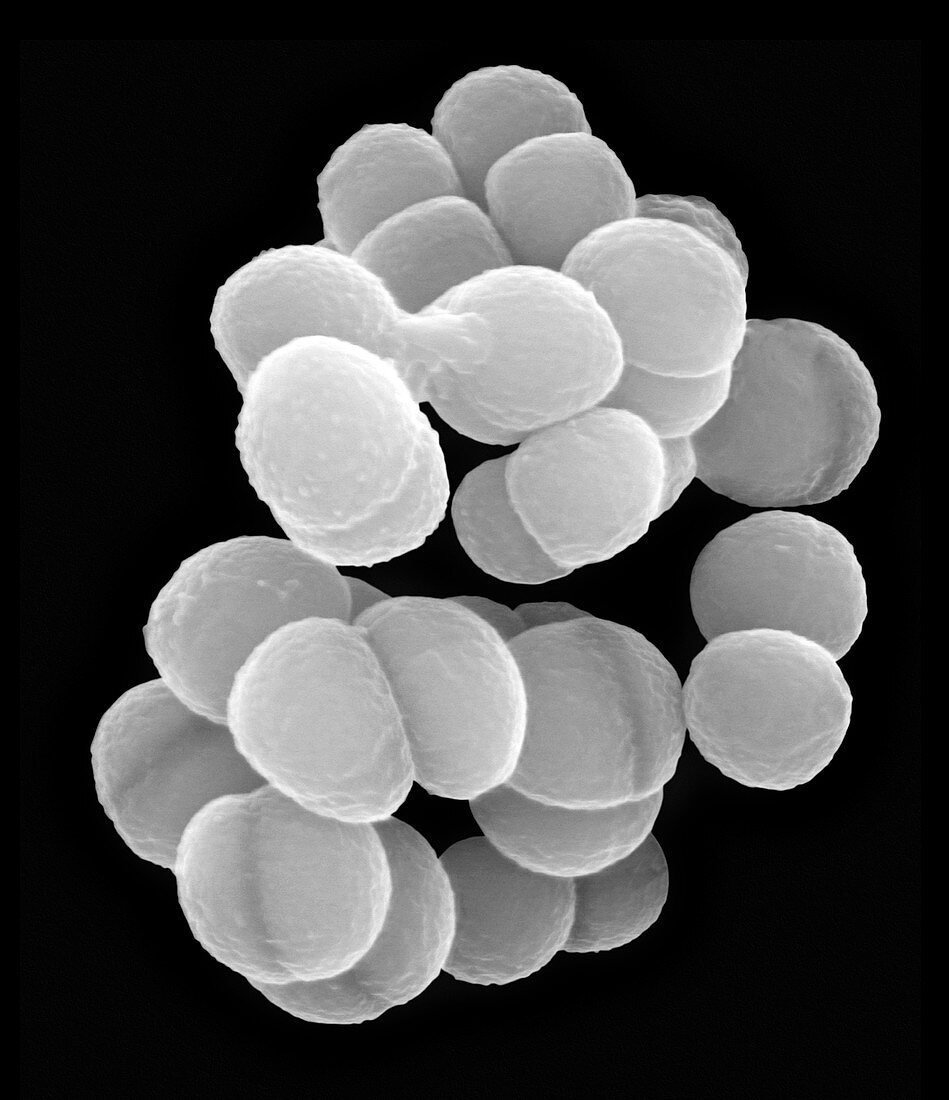 Deinococcus radiophilus, coccoid prokaryote, SEM