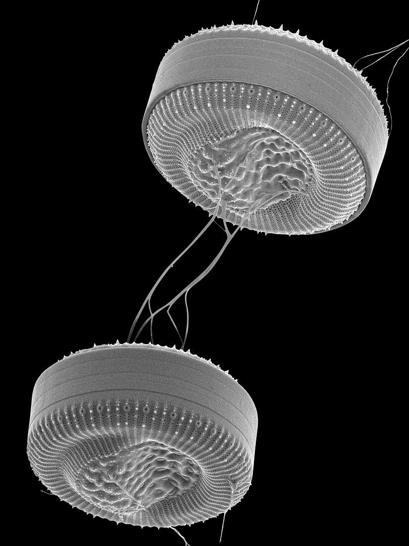 Cyclotella marine diatom, SEM