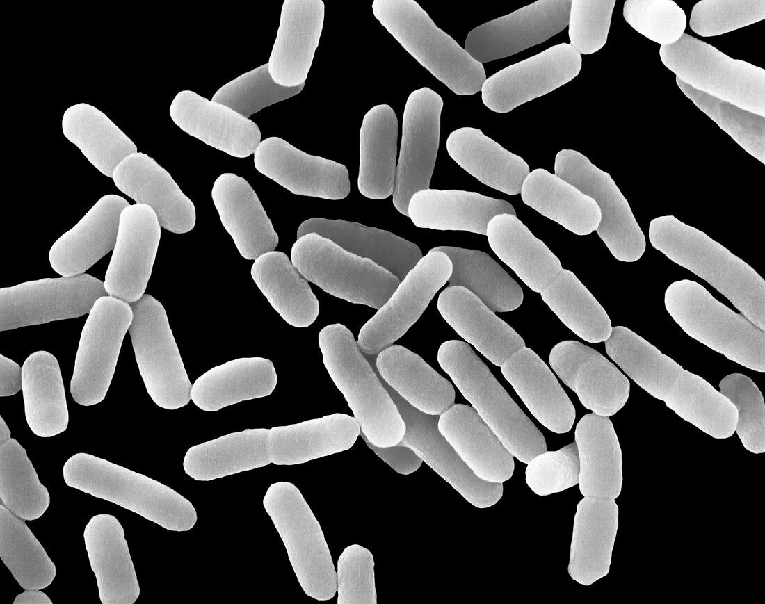 E. coli, bacterium, SEM