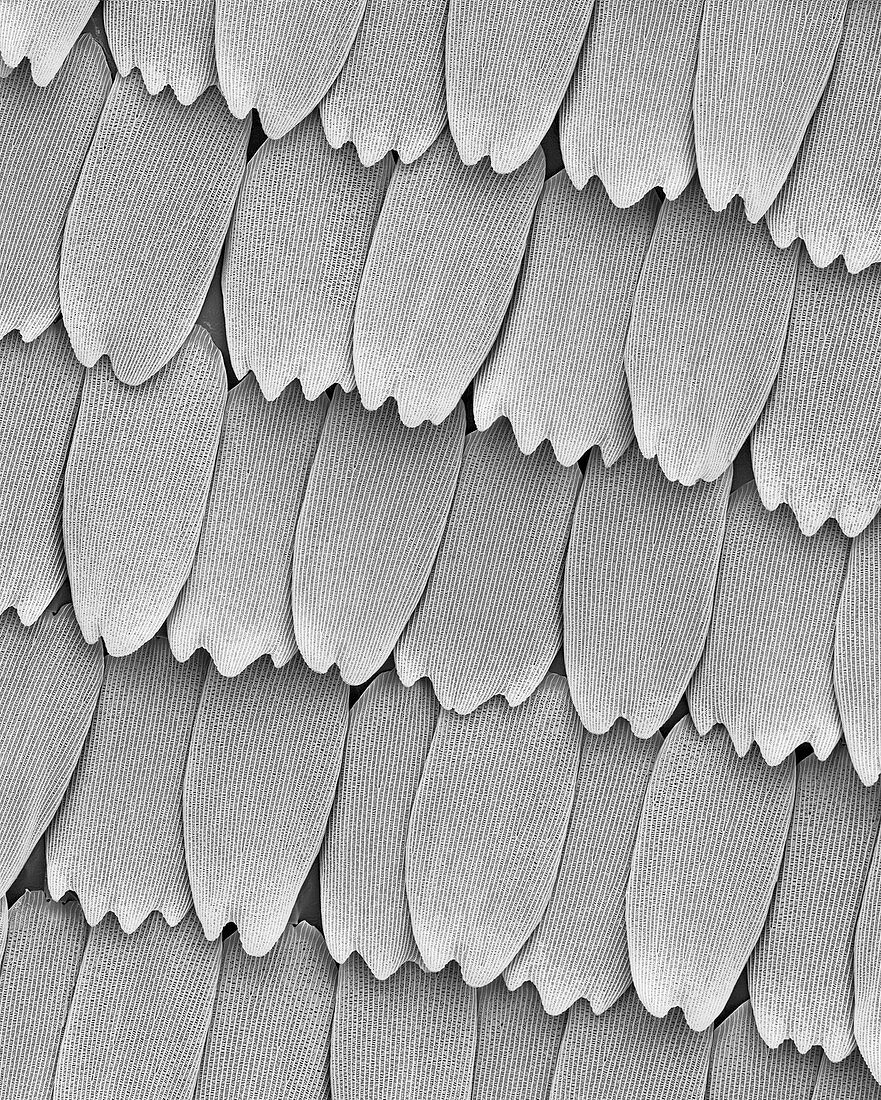 Monarch butterfly wing scales, SEM
