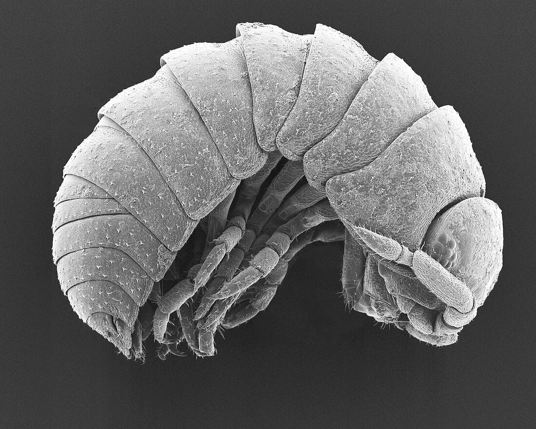 Pill bug (Armadillidium vulgare), SEM