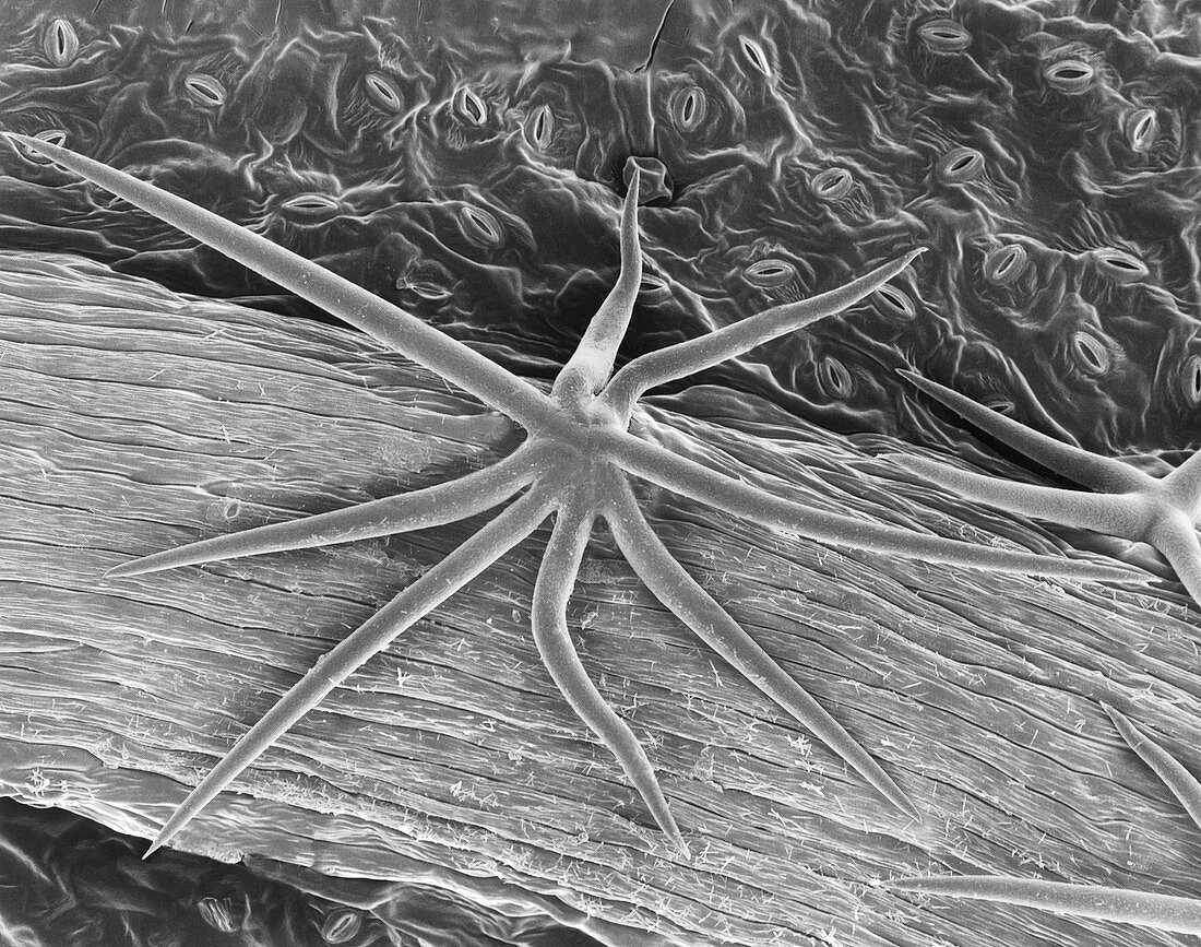 Plant leaf trichome (Hibiscus sp.), SEM