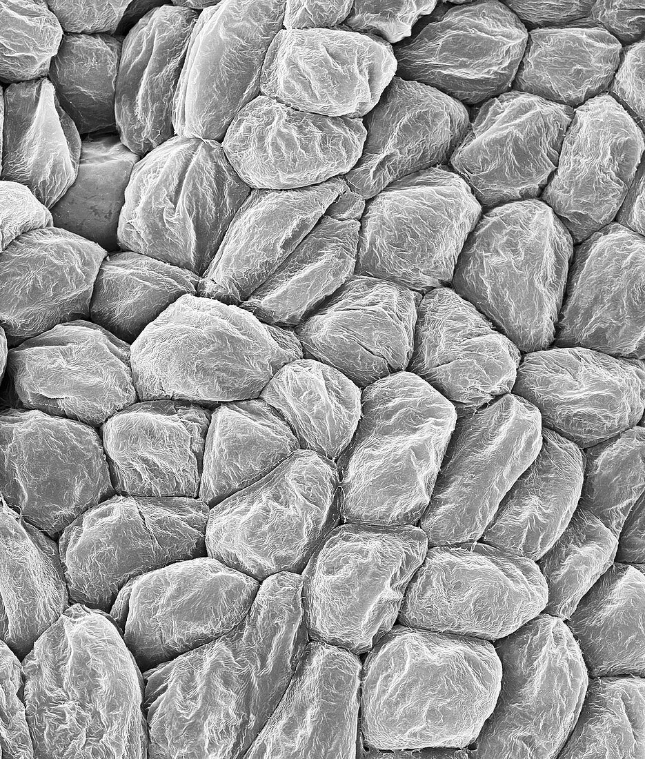 Banana fruit cells (Musa sp.), SEM