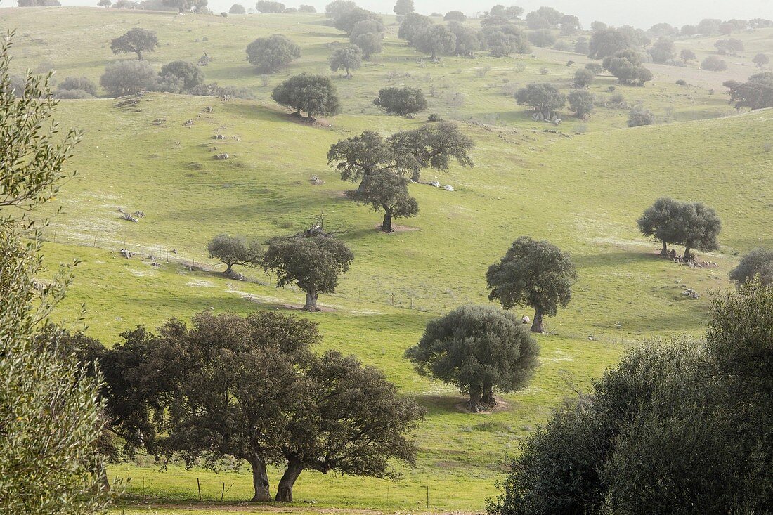 Grassy holm oak dehesa, Spain