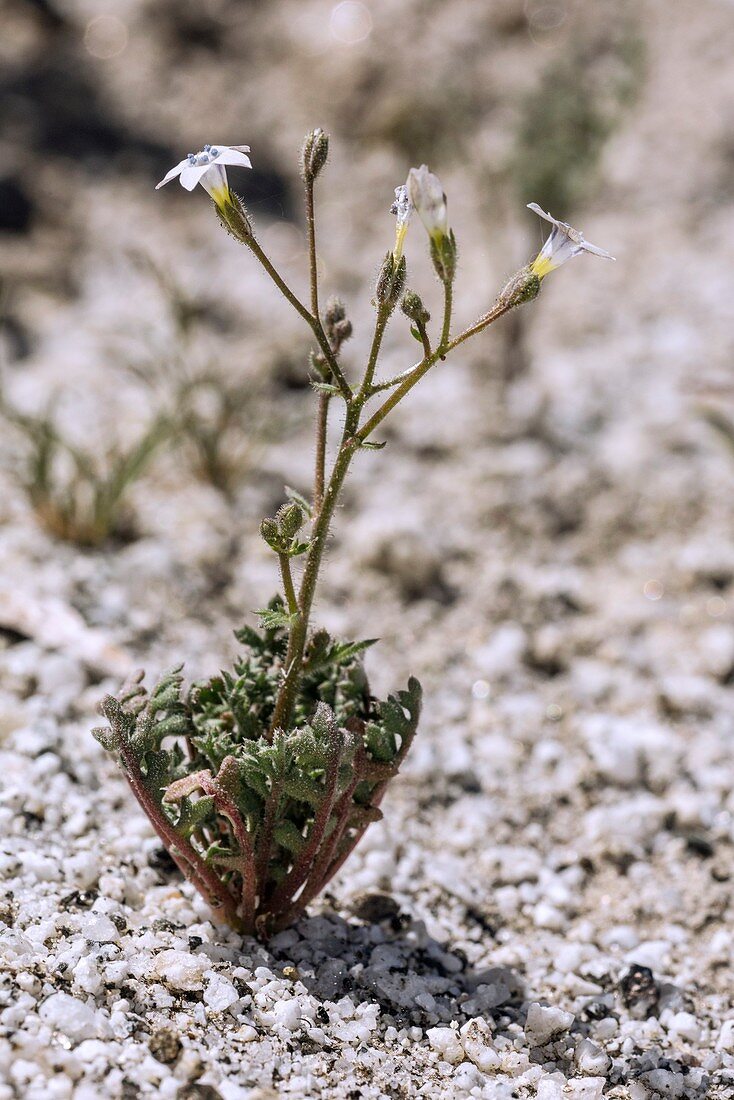 Star dilia (Gilia stellata) in flower