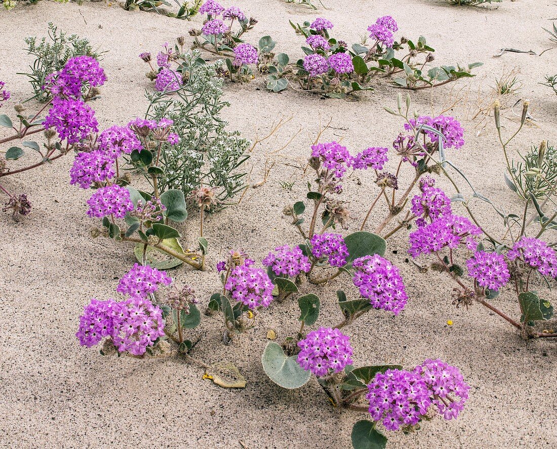 Flowery sand-dunes, Sonoran Desert, USA