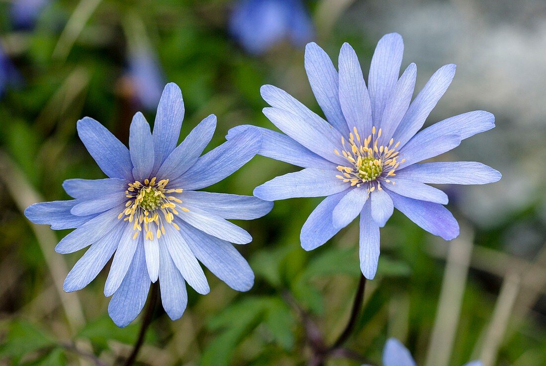 Blue anemones (Anemone apennina) flowers