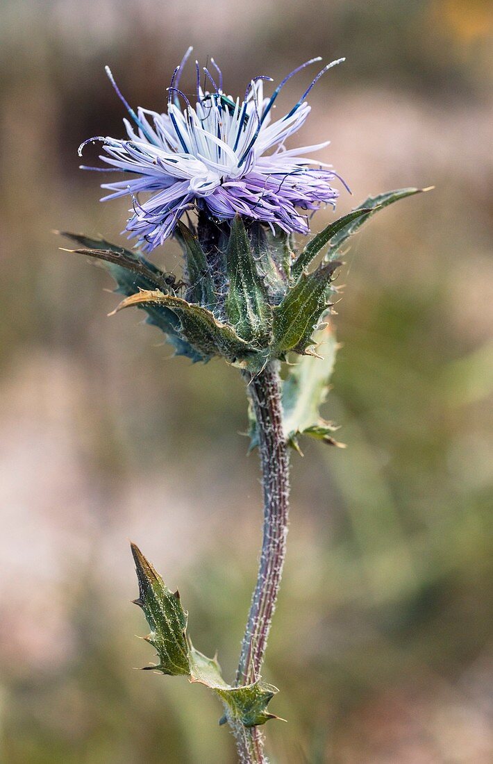 Blue safflower (Carthamus caeruleus) in flower