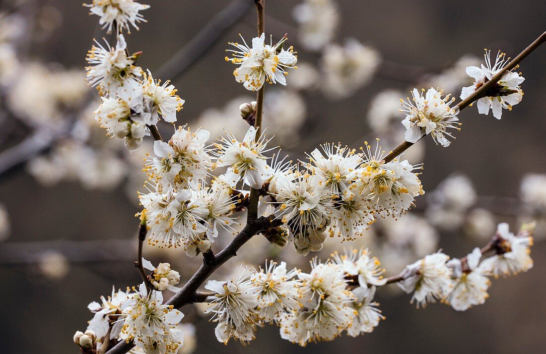 Marmot plum (Prunus brigantina) tree in flower