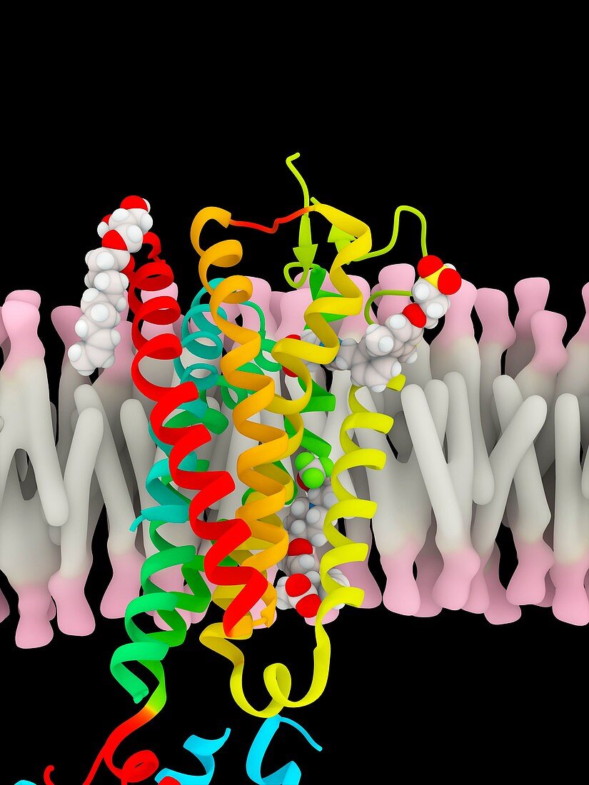 Free fatty acid receptor, molecular model