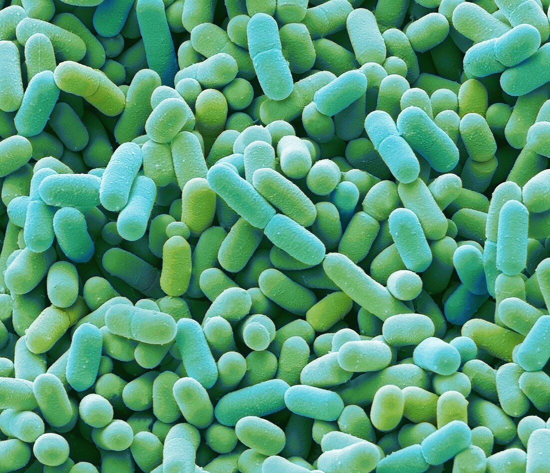 Bacteria from domestic fridge, SEM