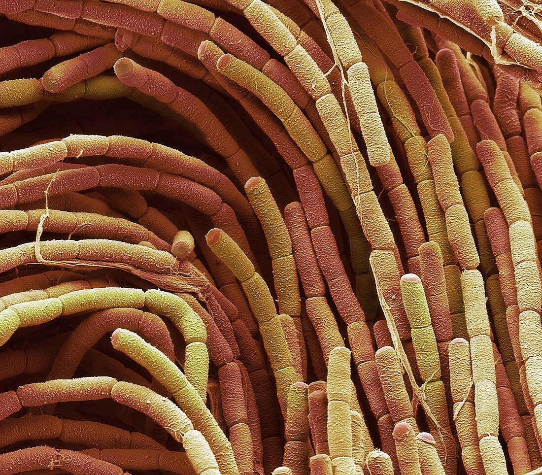 Compost bacteria, SEM