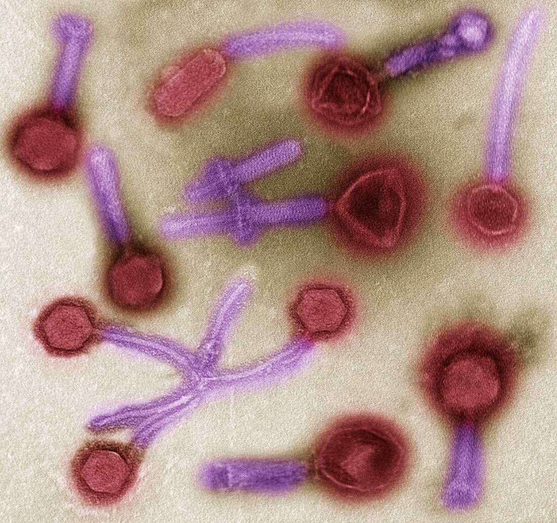 Phage therapy, TEM