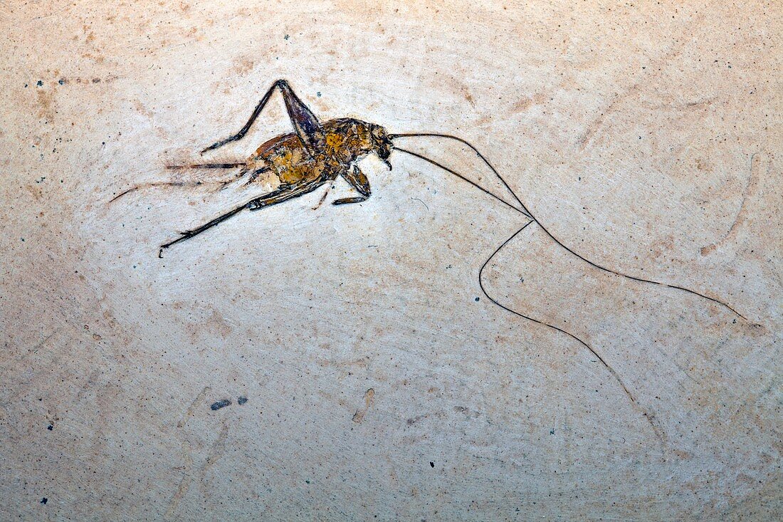 Fossil cricket