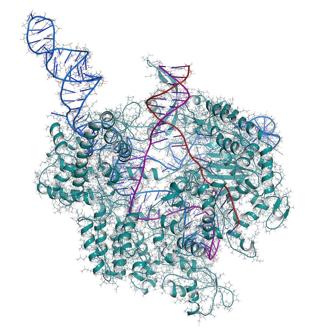 CRISPR-CAS9 gene editing complex, illustration