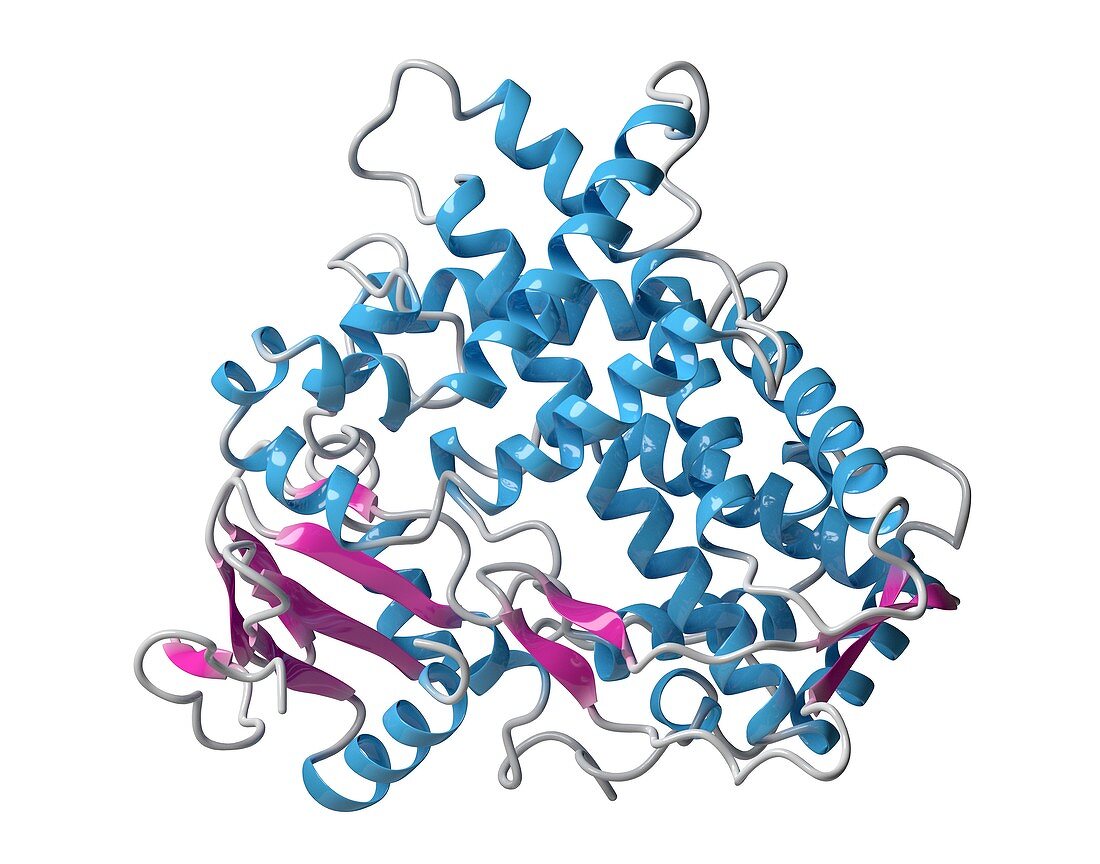 CYP2D6 liver enzyme molecule, illustration