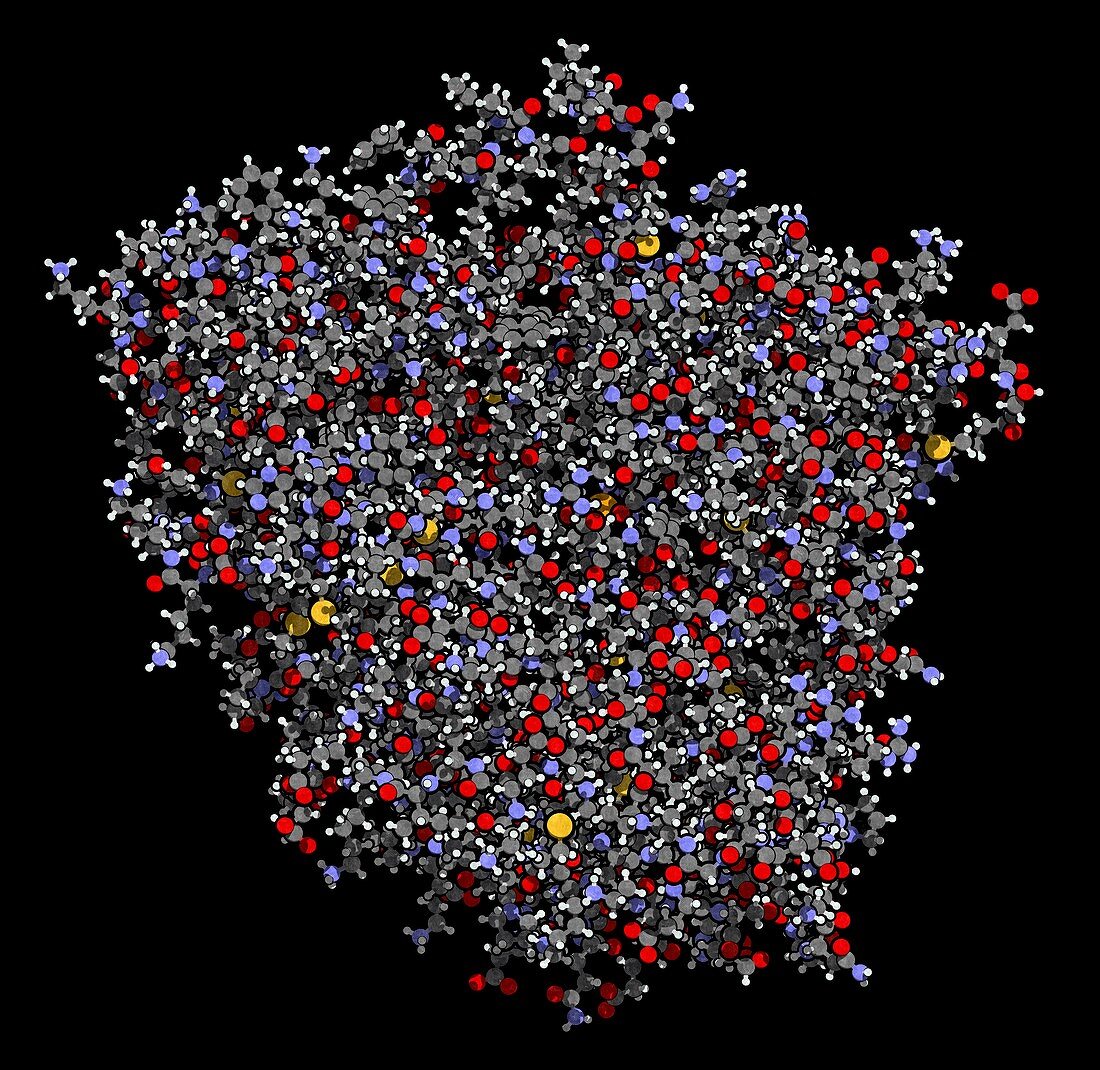 CYP2D6 liver enzyme molecule, illustration