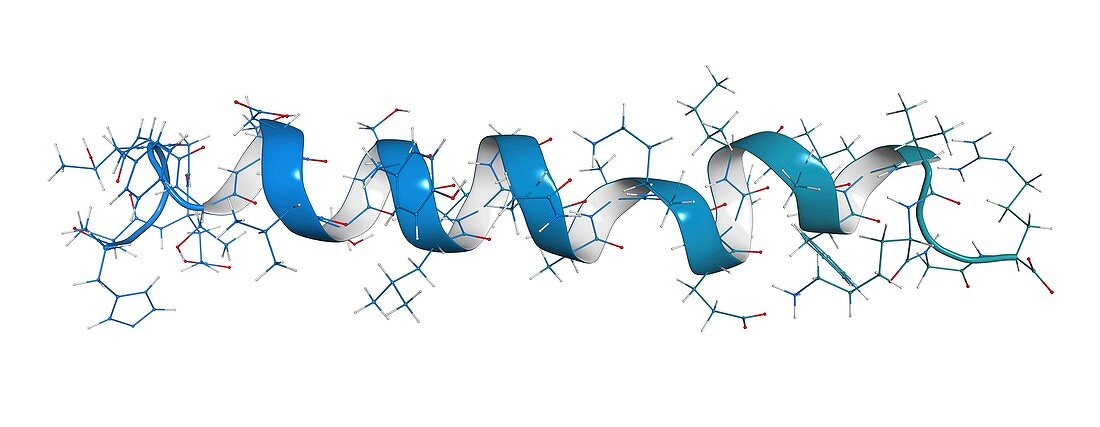 Glucagon-like peptide 1 molecule, illustration