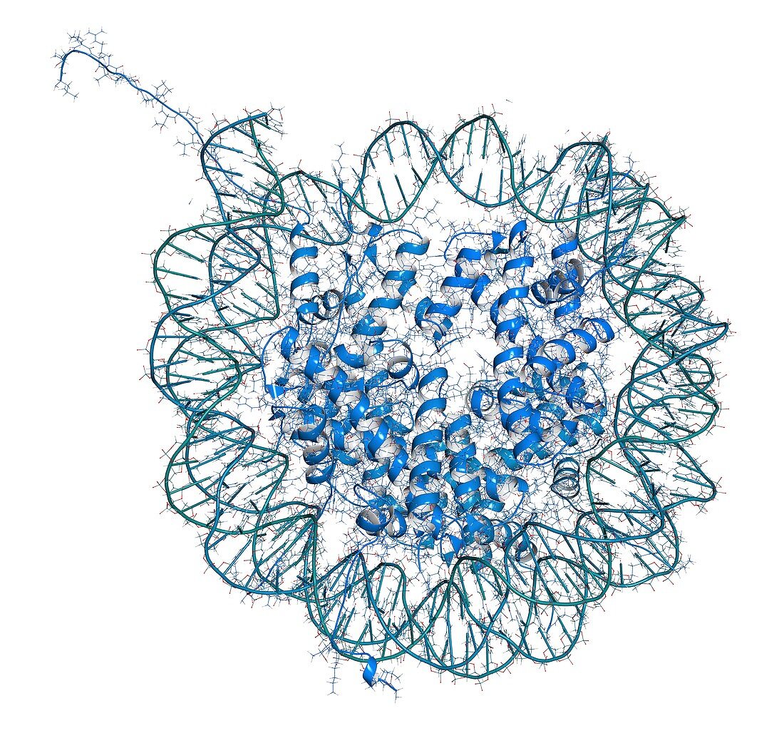 Nucleosome molecule, illustration
