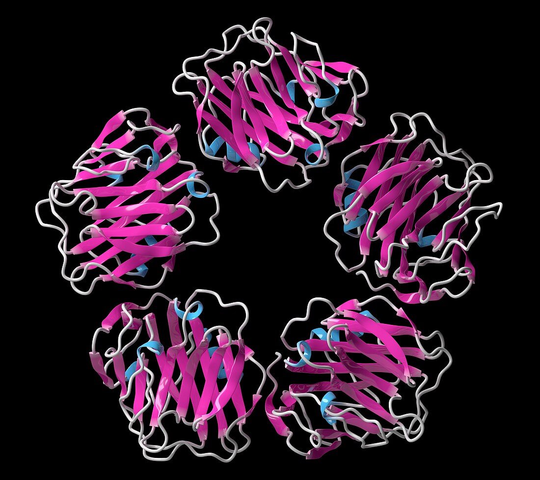 C-reactive protein molecule, illustration