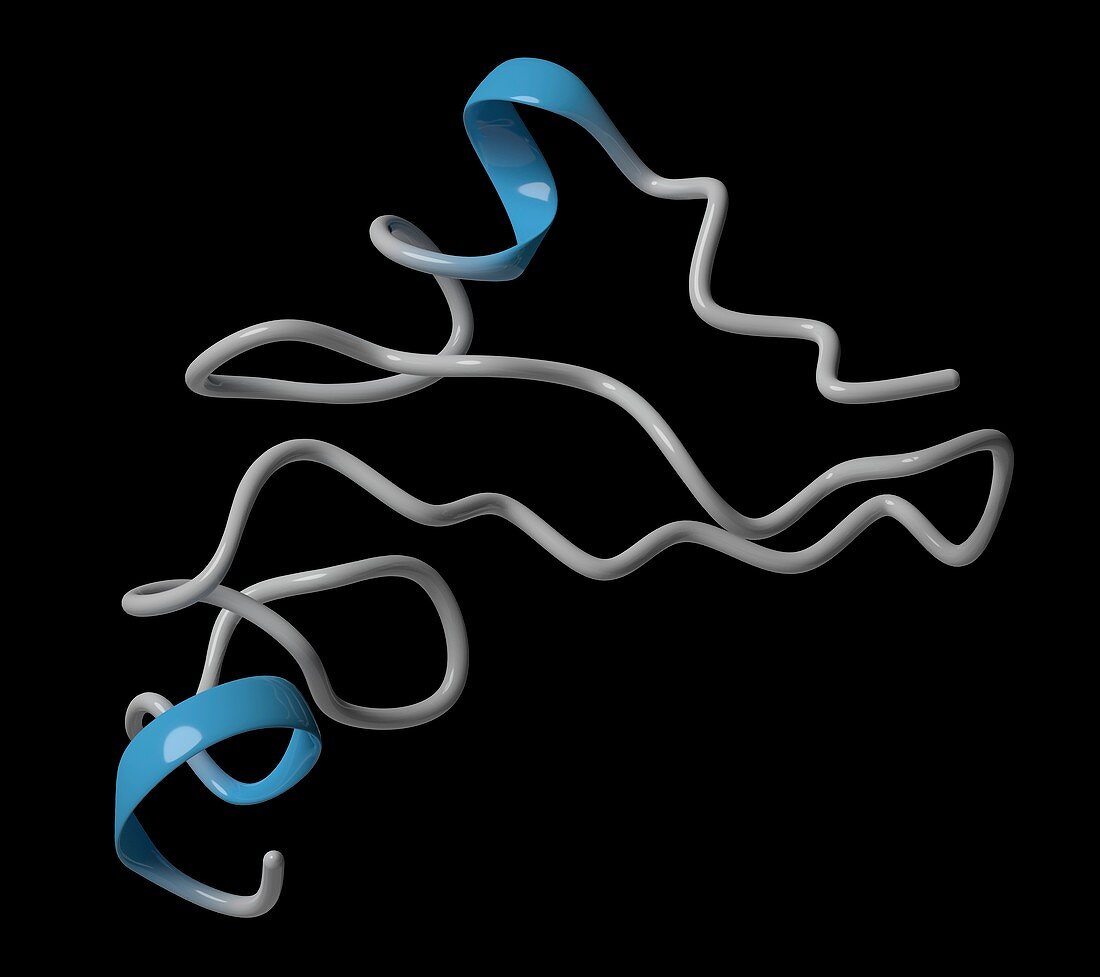 Epidermal growth factor molecule, illustration