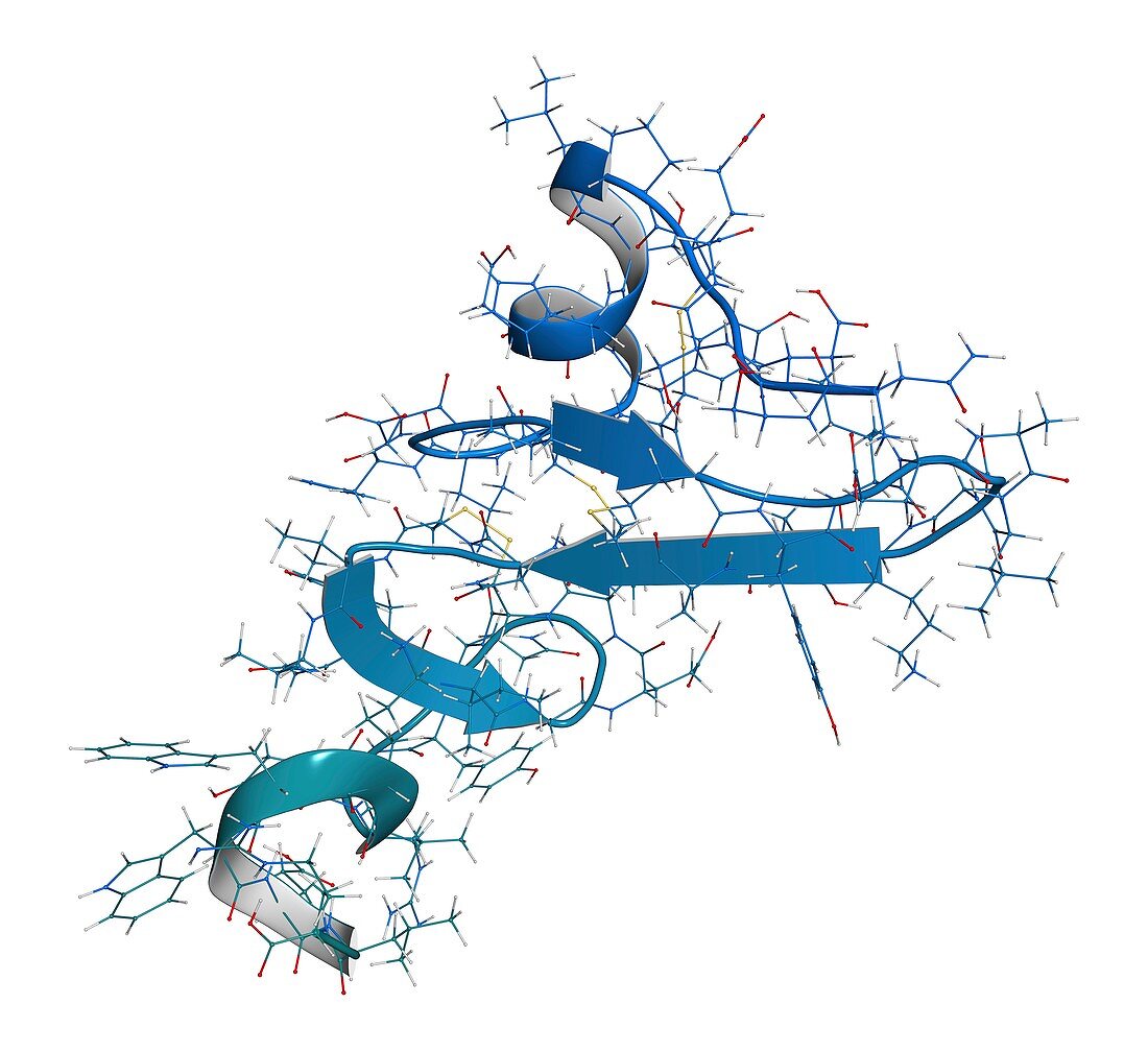Epidermal growth factor molecule, illustration