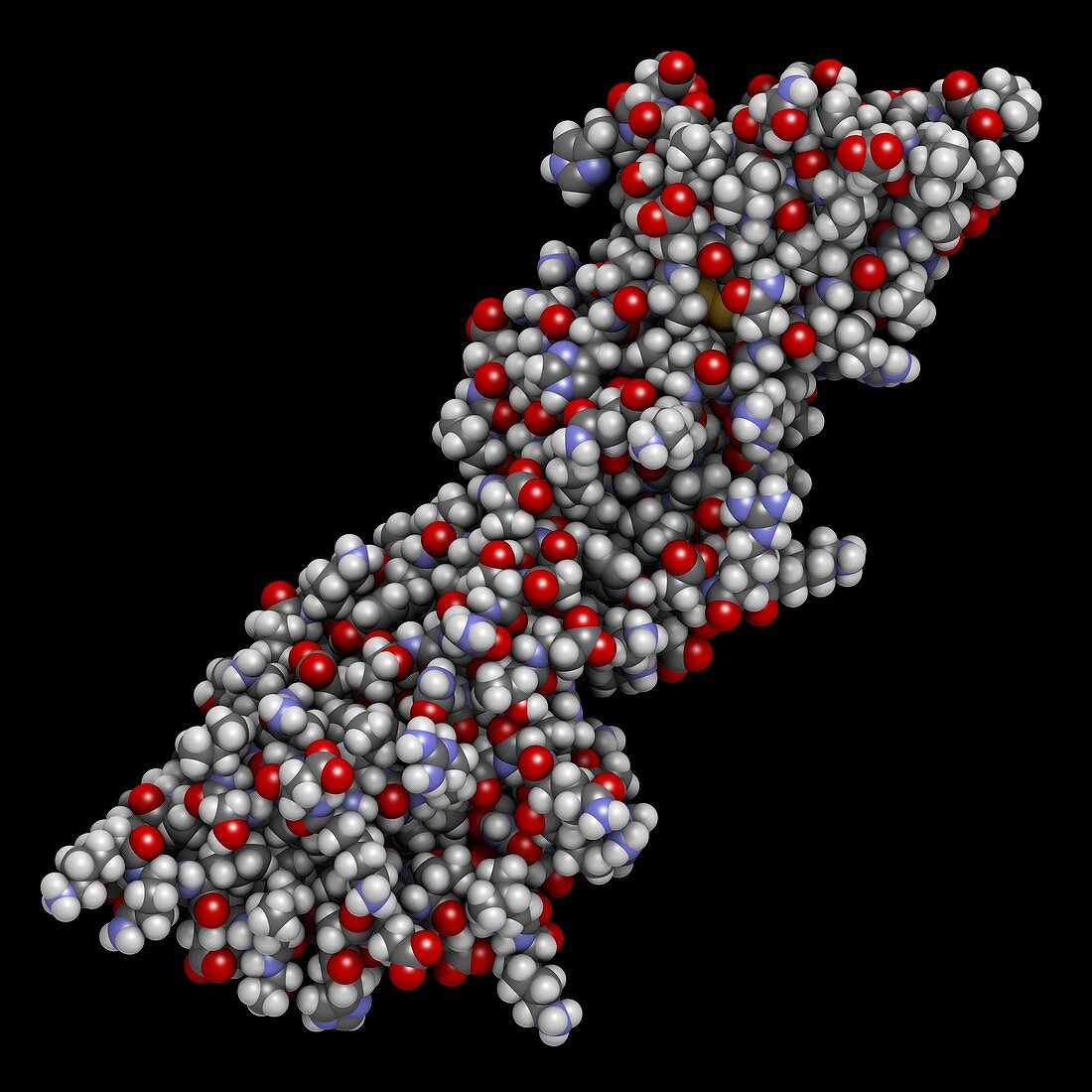 Programmed death-ligand 1 molecule, illustration