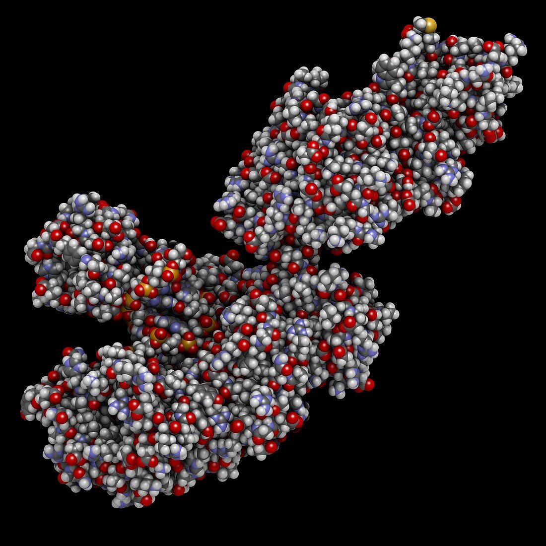Taq polymerase PCR enzyme molecule, illustration