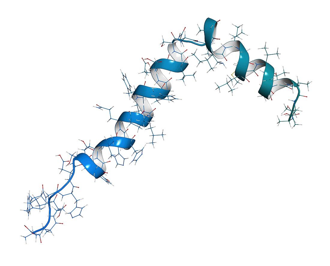 Amyloid beta molecule, illustration