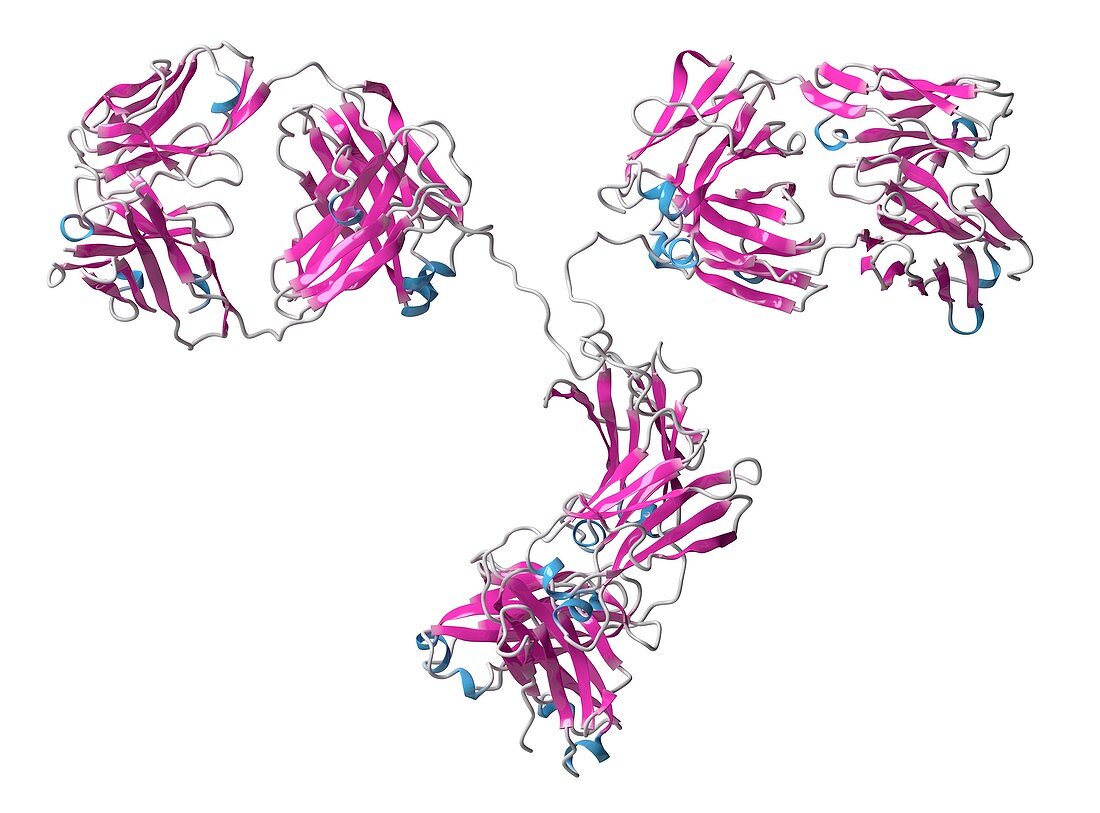 Monoclonal antibody IgG2a molecule, illustration