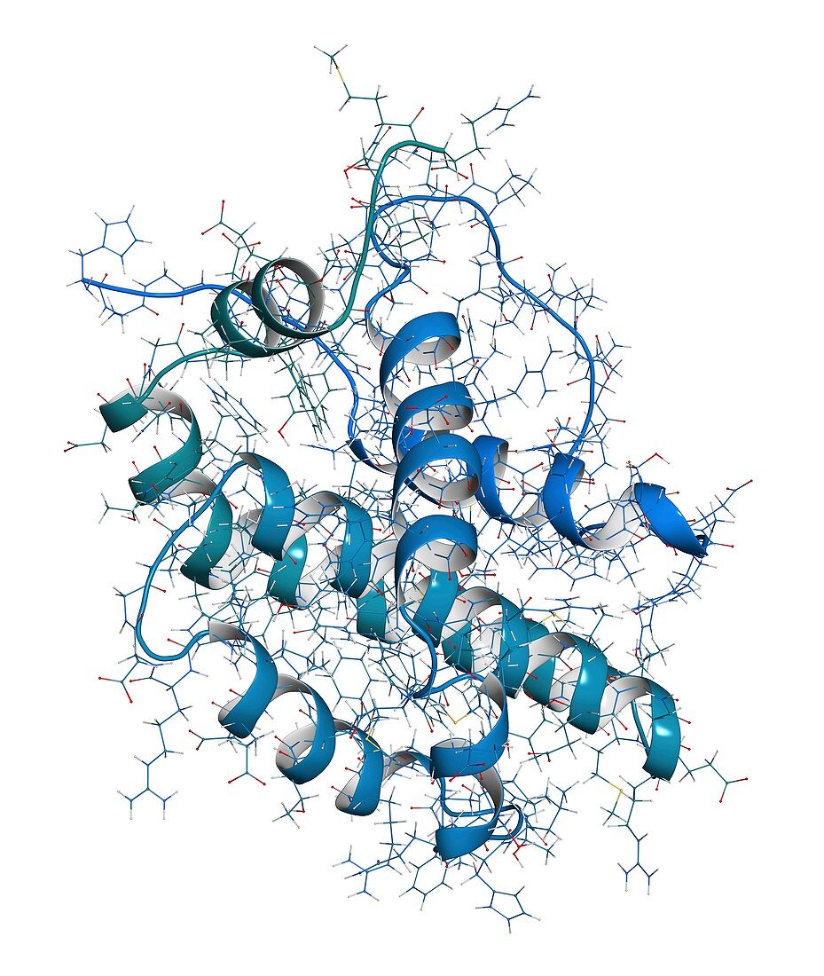 BCL-2 regulatory protein molecule, illustration