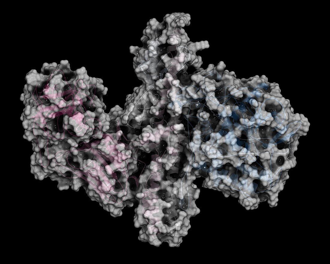 Botulinum toxin molecule, illustration