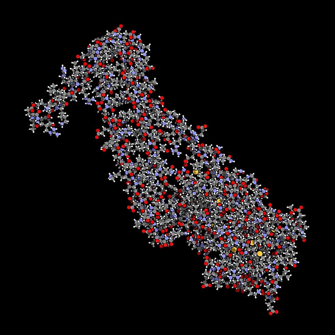 Troponin cardiac protein molecule, illustration