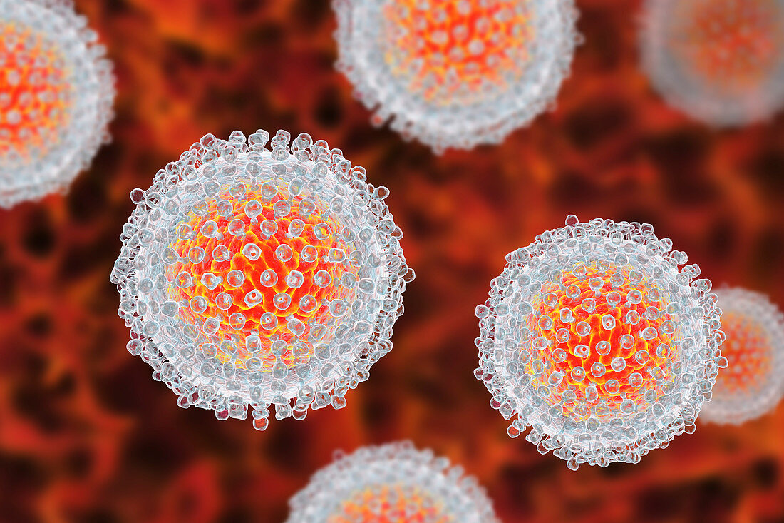Hepatitis C Virus particles, illustration