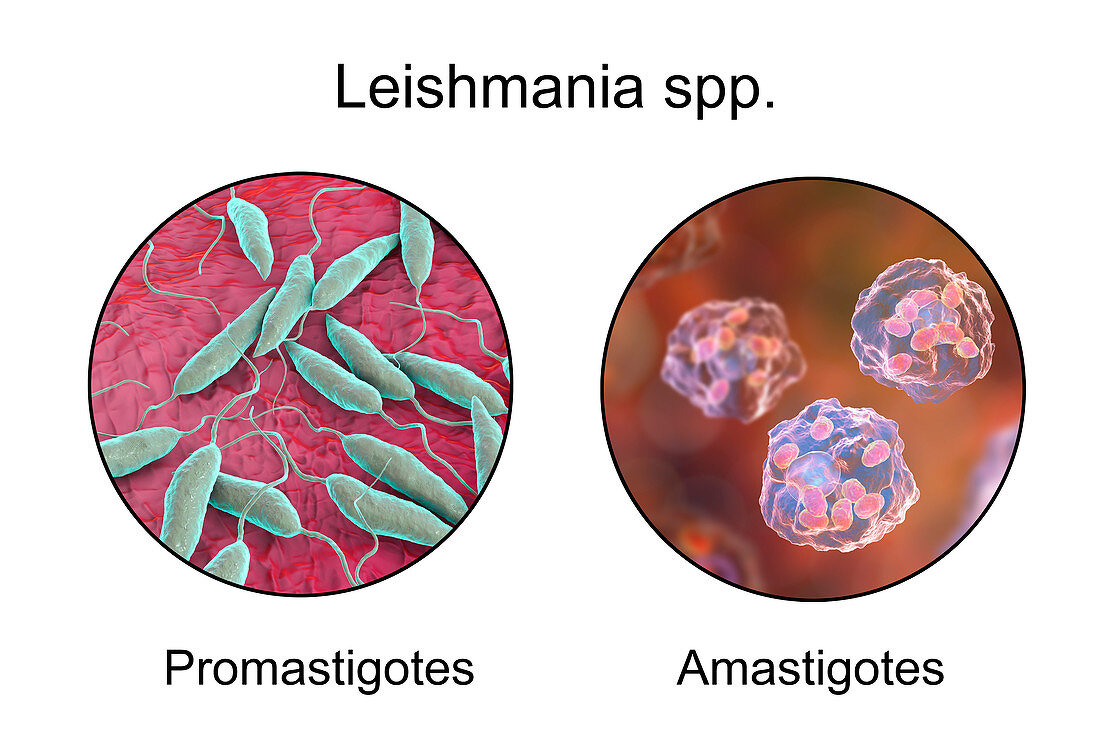 Leishmania parasites, illustration