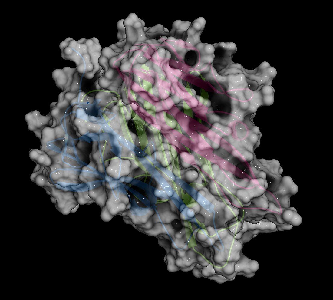TNF alpha molecule, illustration