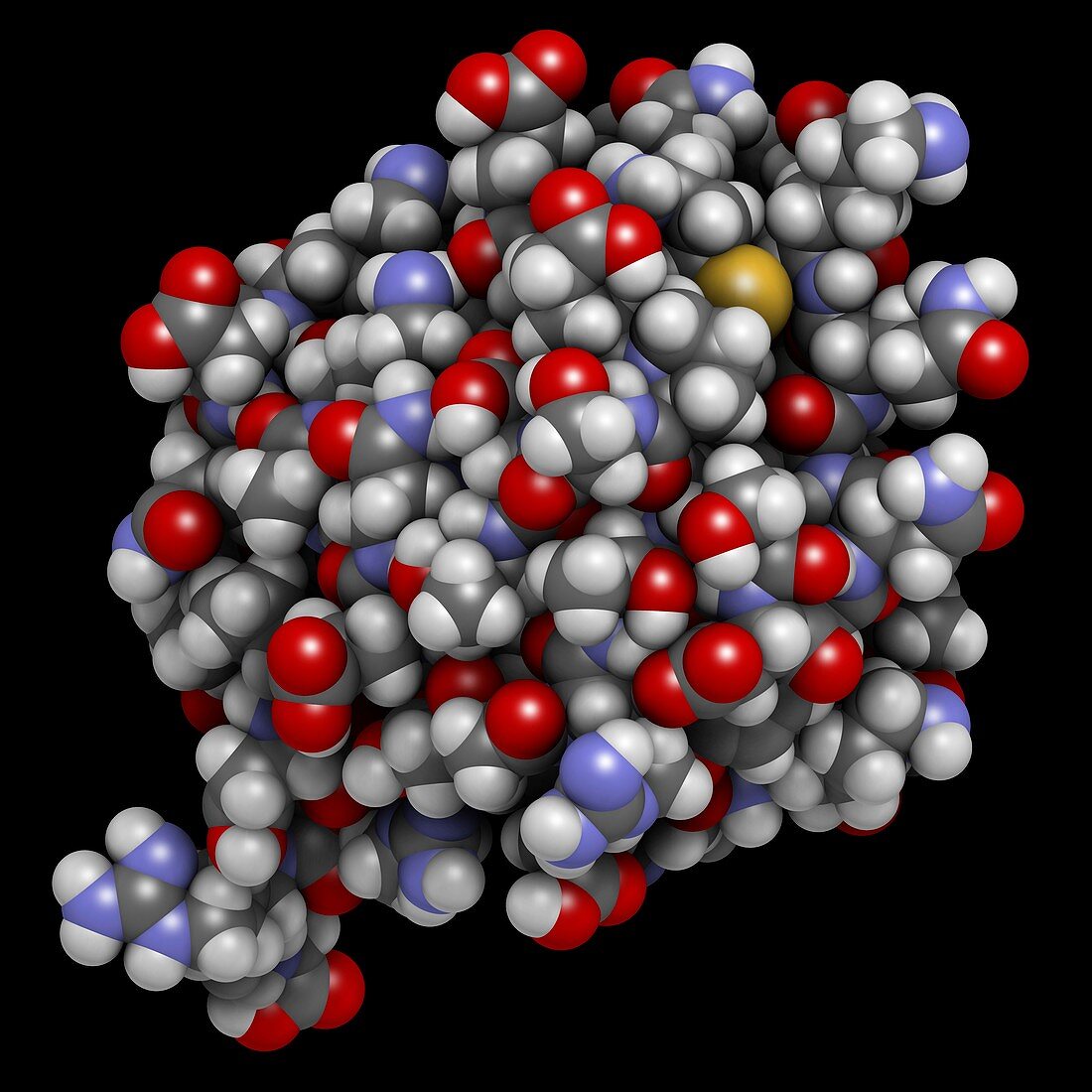 Ubiquitin molecule, illustration