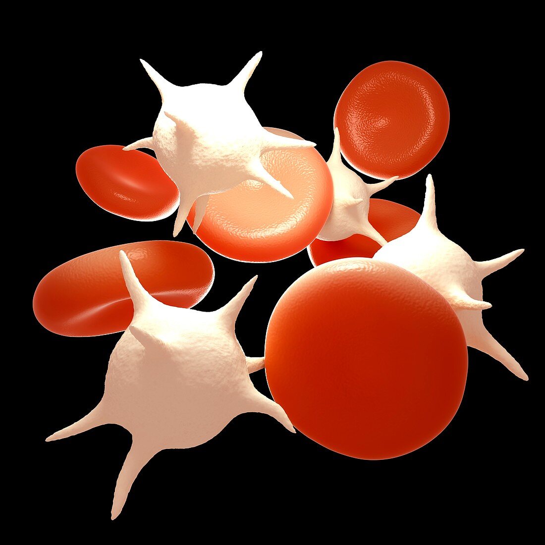 Red and white blood cells, illustration