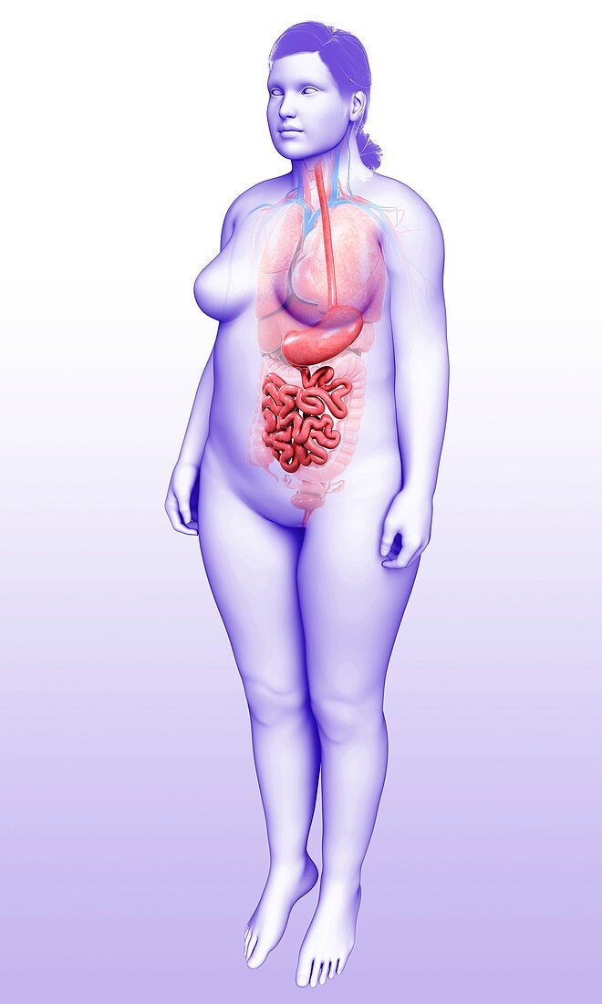 Female digestive system, illustration